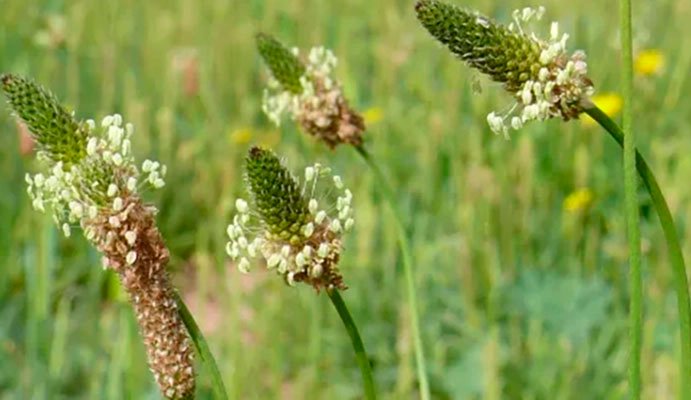 PLANTAGO O LLANTEN